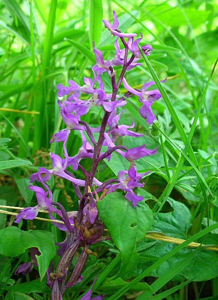 Orchis mascula